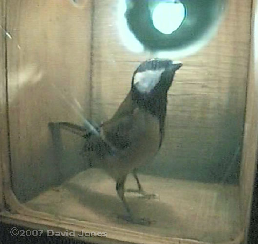 A Great Tit inspects the nestbox