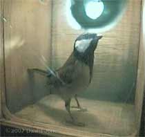 A Great Tit inspects the nestbox