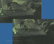 A Robin nesting in a nestbox (cctv images in low light)