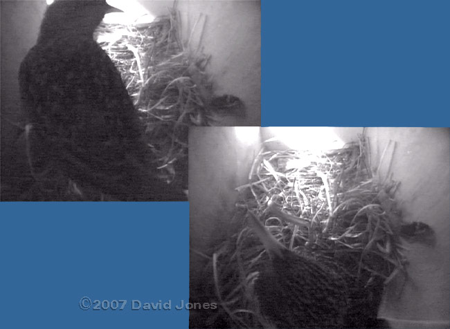 Starling restless when starting roost