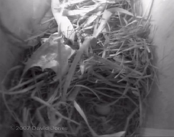 The first Starling egg