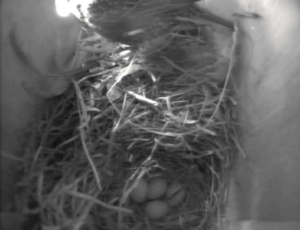 The fourth Starling egg arrives