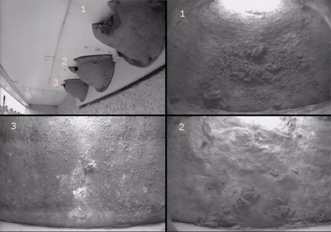 House Martin nests - views from cctv cameras