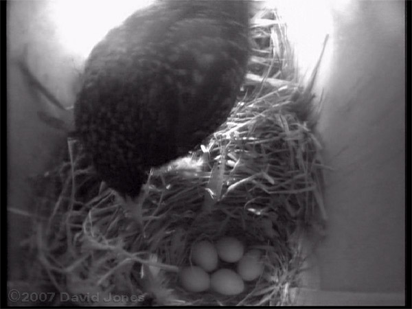 The Starling inspects - fifth egg was laid this morning