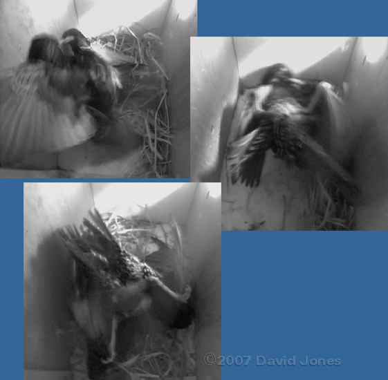 Starlings fight in box 2 - 1