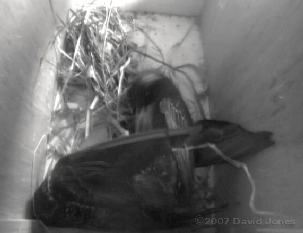 Starlings fight in box 2 - 3