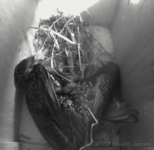 Starlings fight in box 2 - 4