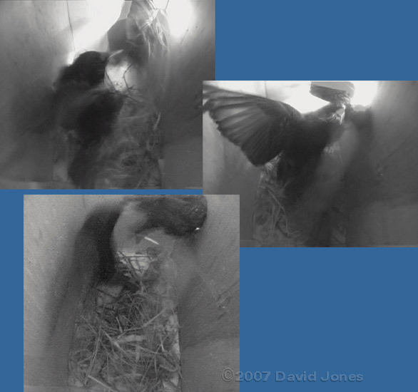 Starlings fight in box 2 come to an end - 5