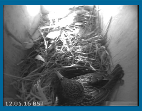 Incubation in box 1 continues during fight in box 2