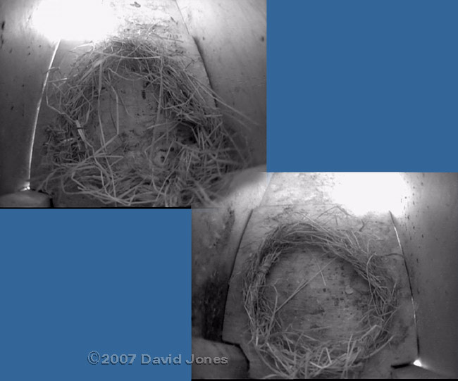 Straw rings in Swift boxes