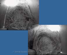 Straw rings in Swift boxes