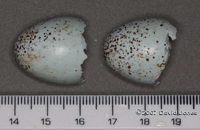 Discarded eggshells
