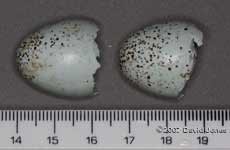 Discarded eggshells