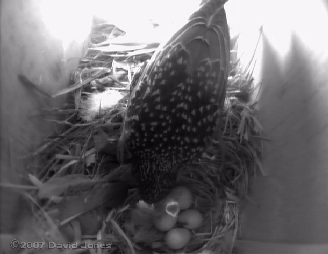 The female Starling feeds one of her first two hatchlings