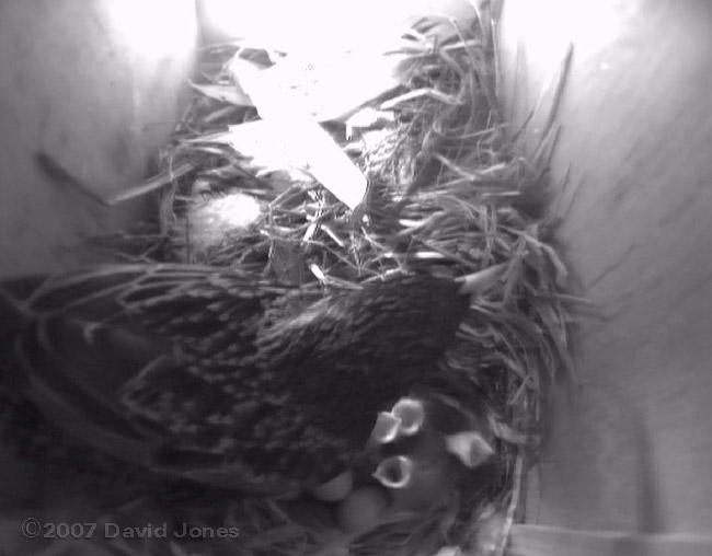 Mum, four chicks and two eggs this afternoon