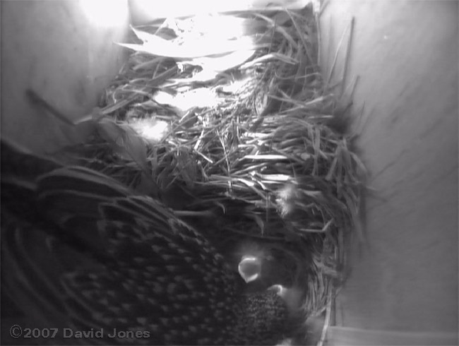 Two chicks show off their downy hairstyle