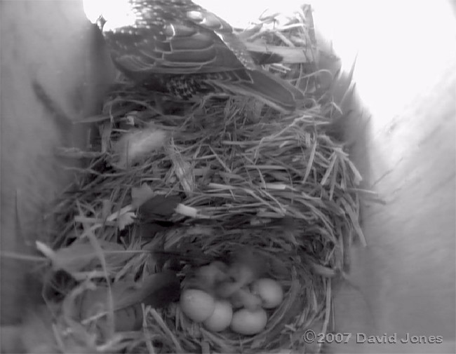 The third chick has hatched, at 1.43pm