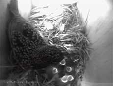 The female Starling with her first five hatchlings