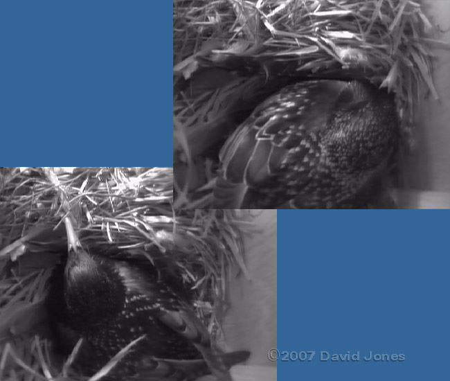 The male(left) and female Starlings take turns on the nest