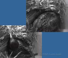 The male(left) and female Starlings take turns on the nest