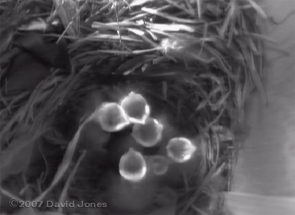 All six chicks have now hatched