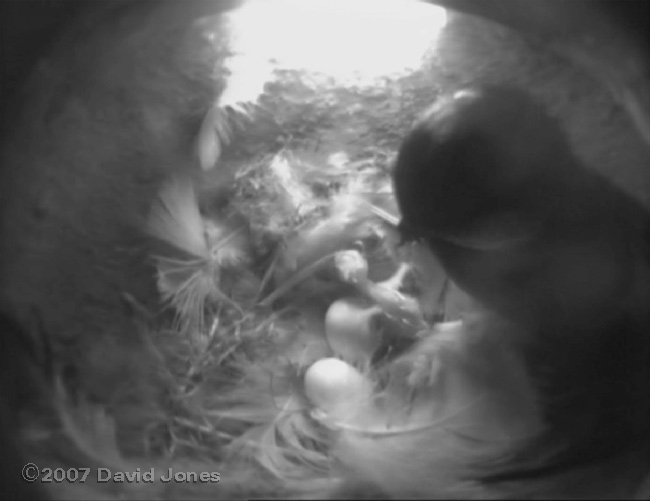 Parent with food for chick
