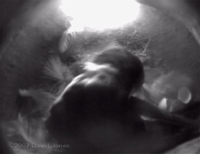 Discarded shell after chick #1 hatched