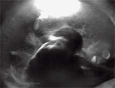 Discarded shell after chick #1 hatched