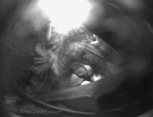 House Martin Chick #2 hatching