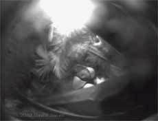 House Martin Chick #2 hatching - 1