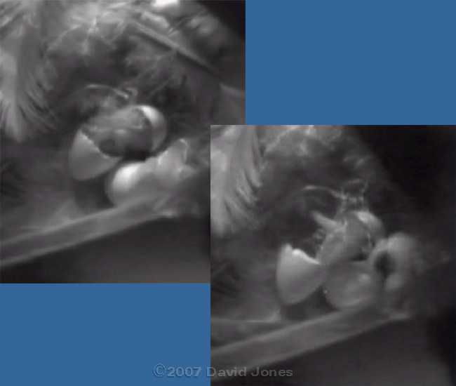 House Martin Chick #2 hatching - close-ups