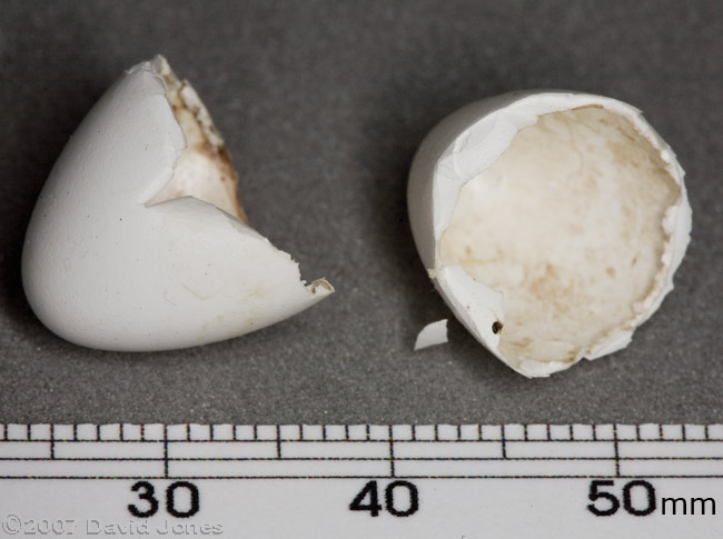 Pieces of discarded eggs, 4 August