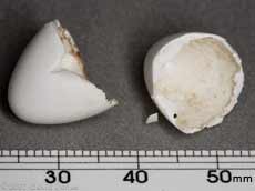 Pieces of discarded eggs, 4 August