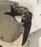 House Martin adult in awkward pose