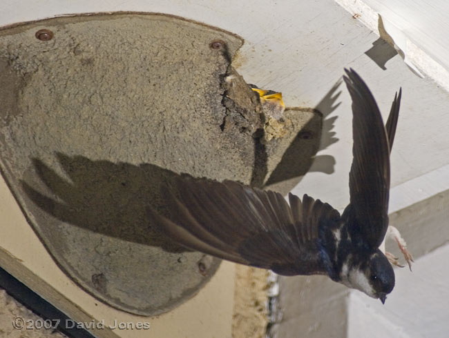 House Martin adult swoops away from nest