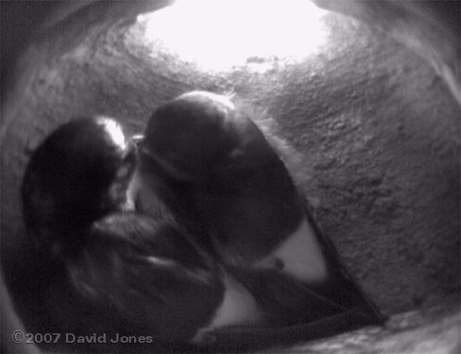 Two House Martins roosting in nest 1