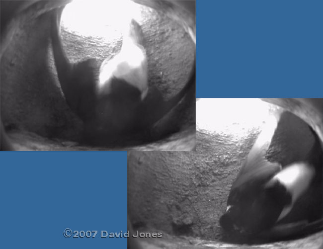 A House Martin does 'the shuffle' in nest 1