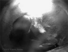 Feathers brought into nest 1