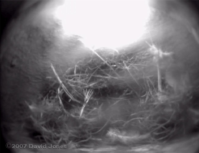 Grass bedding brought into nest 1 this morning