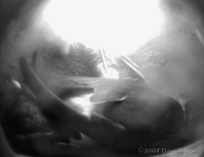 Male Martin does the 'shuffle'