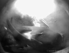 Male Martin does the 'shuffle'