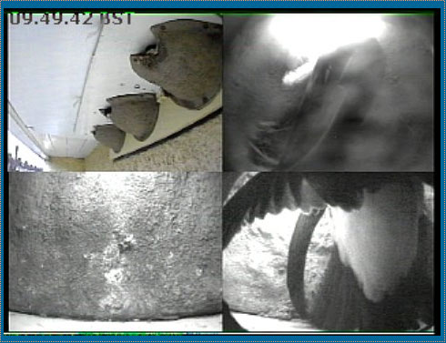 Webcam image of two Martins fighting in nest 2