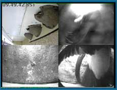Webcam image of two Martins fighting in nest 2