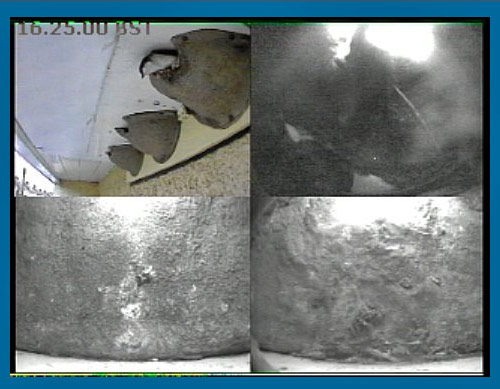 Male Martin leaves the nest