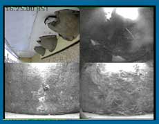 Male Martin leaves the nest