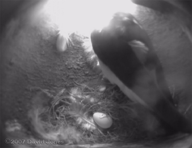 The House Martins' pear-shaped egg is clearly visible at last