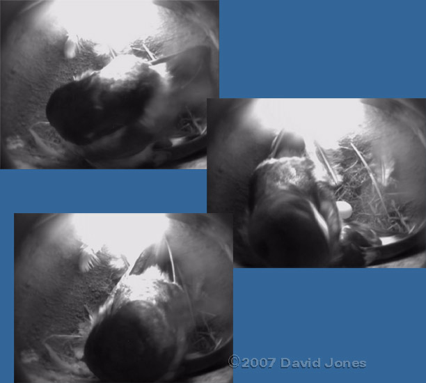 The male Martin fusses around the new egg