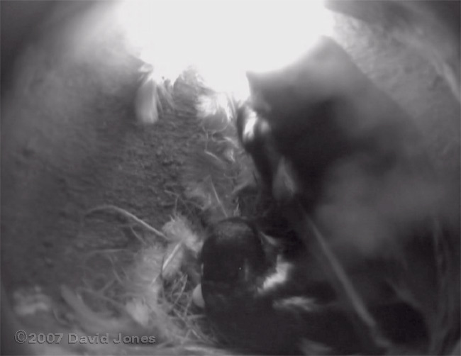 The first glimpse of an egg at 8am this morning