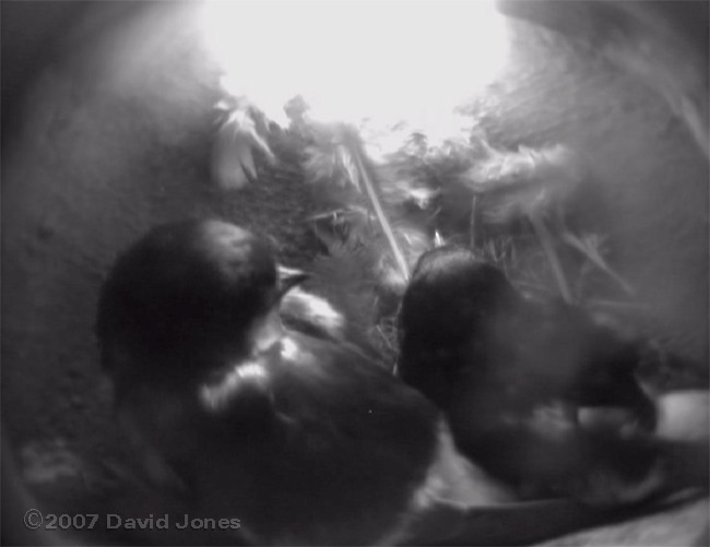 House Martin pair early this morning