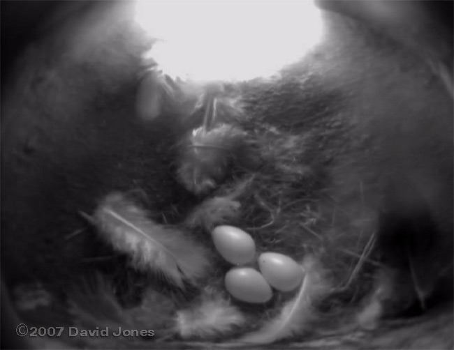 The clutch of three eggs this afternoon